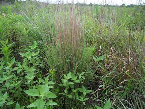 Quail Predators 的图像结果