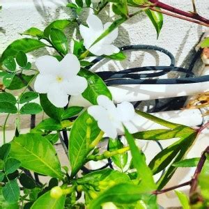Cloud Farm Jasmine Plant Price in India - Buy Cloud Farm Jasmine Plant ...
