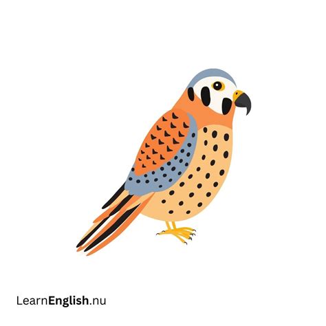 Bird Names in Spanish: 77 Birds in Spanish to English - learn spanish