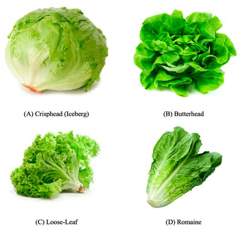 Types Of Lettuce