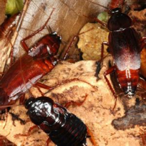 Image result for Cockroach Spray