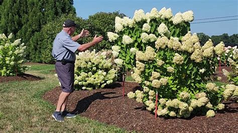 Image result for Pruning Hydrangea Standard Tree Fall