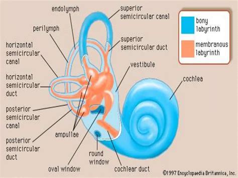 the_human_ear-outer,middle,inner ear,external auditory canal,tympanic membrane,malleus,incus ...