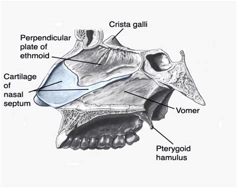 Vomer Perpendicular Plate