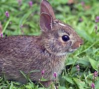 Image result for Wild Rabbit Baby Bunnies