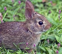 Image result for Baby Eastern Cottontail Rabbit