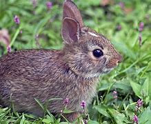 Image result for North American Eastern Cottontail Rabbit Baby