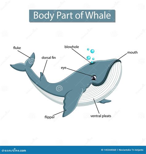 Diagram Showing Body Part of Whale Stock Vector - Illustration of clip, animal: 145344568