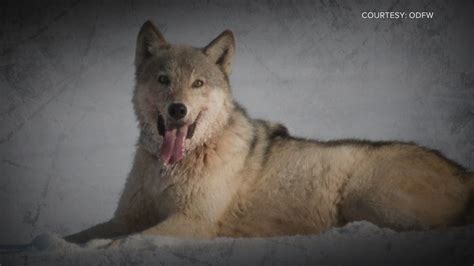 Lawsuit seeks to stop Colorado grey wolf reintroduction | 9news.com