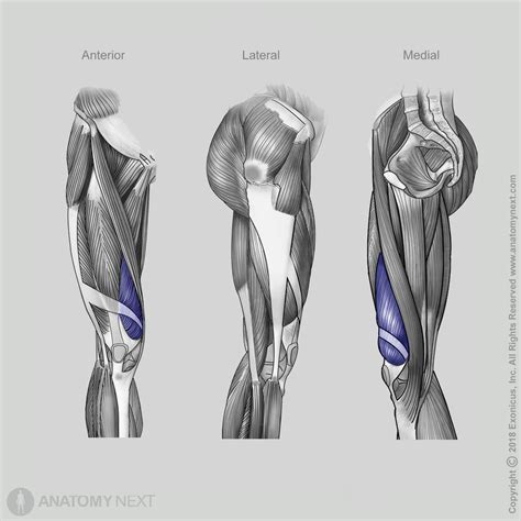 Vastus medialis | Encyclopedia | Anatomy.app | Learn anatomy | 3D models, articles, and quizzes
