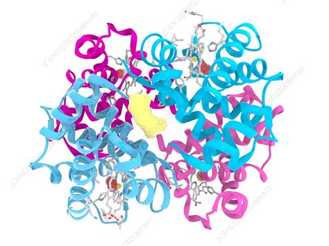 Image result for Haemoglobin Structure Model