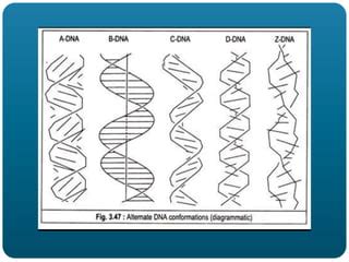 Image result for What Is DNA Polymorphism