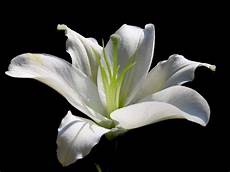 significato fiori giglio significato giglio significato fiori giglio linguaggio significato fiori giglio significato giglio significato fiori giglio linguaggio