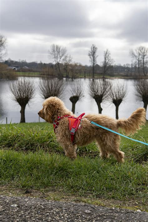 Image result for Cockapoo Tongue