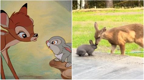 Internet is melting over real-life Bambi and Thumper's friendship in ...