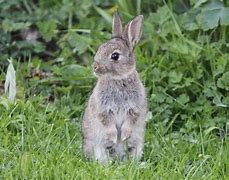 Image result for What Do Baby Rabbits Look Like
