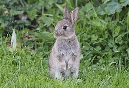 Image result for Real Baby Rabbits