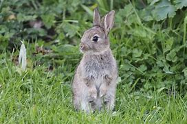 Image result for Baby Rabbits Newborn Wild