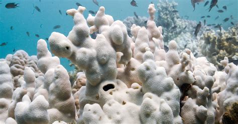 Protection of Ecosystem 的图像结果