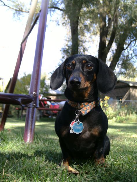 doxie Black And Tan Dachshund, Dachshund Love, Doxie, Winnie Dogs ...