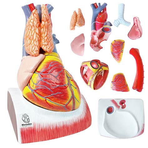 Image result for Computer Human Heart Model