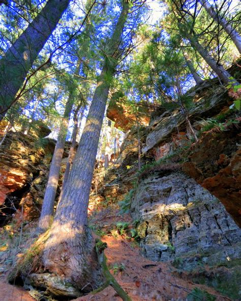 April 8: Ridgeway Pine Relict Workday | Cutting And Treating Brush