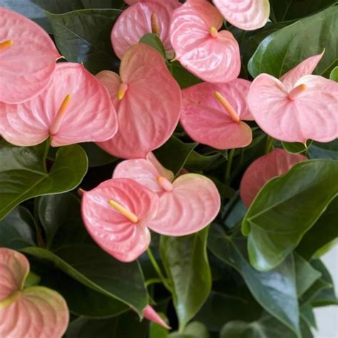 Dwarf Anthurium Melito Pink Indoor/Outdoor Live Plant – Bees Plant Hub