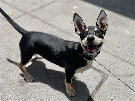 Dog of the Day: Arlo the Corgi Terrier Mix Puppy | The Dogs of San ...