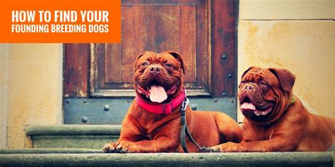 Image result for First Breeding Dogs