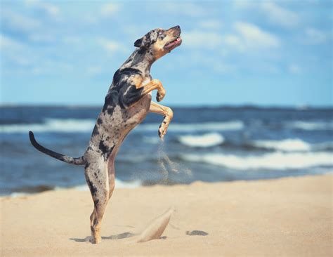 How To Train Dog To Not Jump | Awoken K9 Dog Training in Tampa