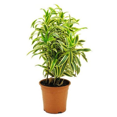Creative Farmer Indoor Plants Song Of India, 5.5 Cm Pot Special ...
