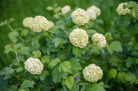 Snowball Viburnum Hedge