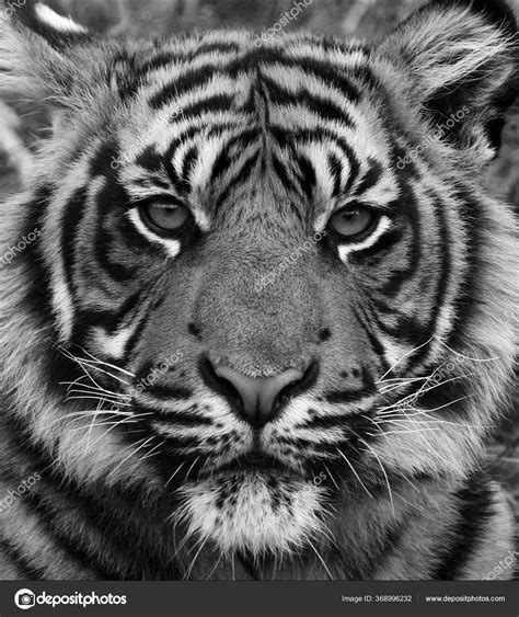 Tiger Photography Black And White