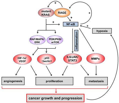 Diabetes and Pancreatic Cancer—A Dangerous Liaison Relying on Carbonyl ...