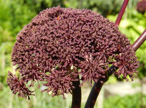 APIACEAE = Umbelliferae | Flickr