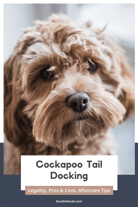 Image result for Cockapoo Dog Names