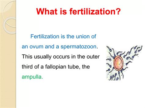 Image result for fertilisation