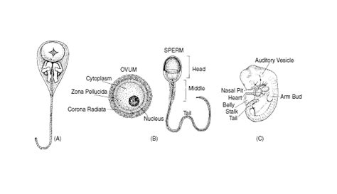 Image result for Copulation Outline