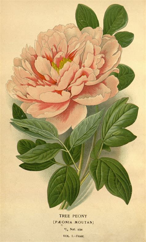 botanical illustrations free