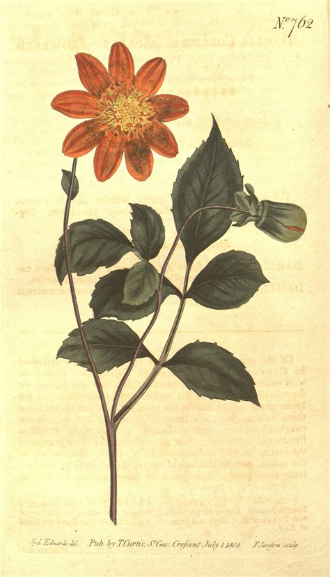 Dahlia Flower Meaning and Symbolism - SimplyBeyondHerbs