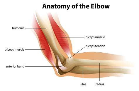 Total Elbow Joint Replacement - Direct Orthopedic Care