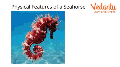 Seahorse Facts for Kids: Key Terms & Fun Insights Explained
