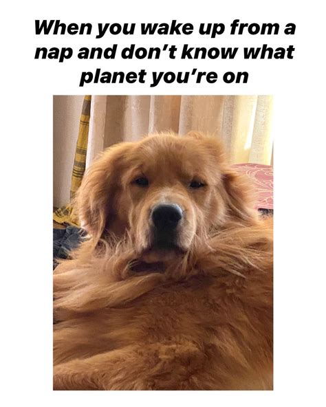 Funny Golden Retriever I See You Have Food Meme Postcard