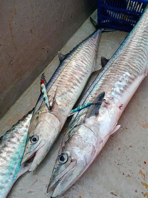 Image result for Predator Custom