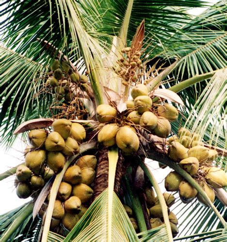 ICAR-Central Plantation Crops Research Institute