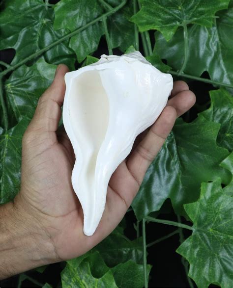 Buy ASHIRWAD Dakshinavarti Original Shankh Valampuri Sangu Right Handed ...