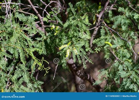 The Honey Mesquite Tree Blooms in Spring in the American Southwest Stock Photo - Image of ...