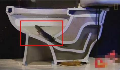 看看老鼠是如何从下水道进入你家的：有图有真相_知秀网