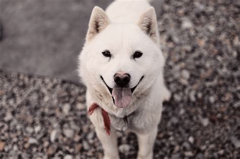 Korean Jindo Dog Breed Information & Pictures – Dogtime