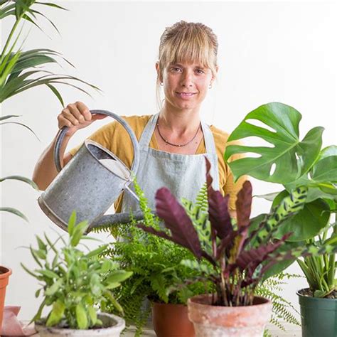 Plantas ideales para el salón